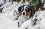 Australian Shepherd Portrait