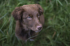 Australian Shepherd Welpe