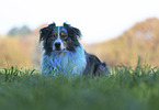 liegender Australian Shepherd