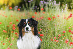 Australian Shepherd Portrait