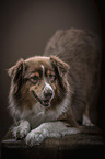 Australian Shepherd macht Spielaufforderung