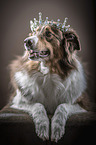 liegender Australian Shepherd