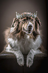 liegender Australian Shepherd