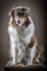 sitzender Australian Shepherd