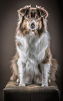 sitzender Australian Shepherd