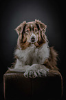 liegender Australian Shepherd