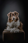 liegender Australian Shepherd