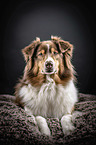 liegender Australian Shepherd