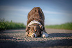 stehender Australian Shepherd