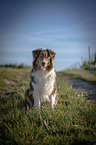 sitzender Australian Shepherd