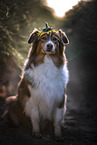 sitzender Australian Shepherd