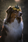 Australian Shepherd Portrait