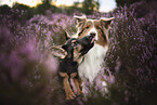 Australian Shepherd mit Schferhund