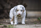 Australian Shepherd Welpe