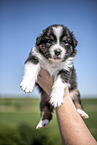 Mensch mit Australian Shepherd Welpe