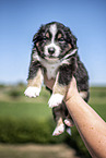 Mensch mit Australian Shepherd Welpe