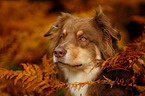 Australian Shepherd Portrait