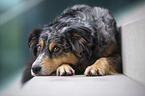 liegender Australian Shepherd