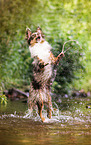 springender Australian Shepherd