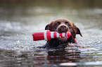 spielender Australian Shepherd