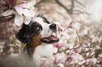 Australian Shepherd Portrait