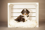 6-Wochen alter Australian Shepherd Welpe