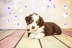 6-Wochen alter Australian Shepherd Welpe