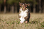 8 Wochen alter Australian Shepherd Rde