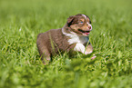 3 Wochen alter Australian Shepherd Welpe