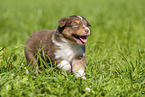 3 Wochen alter Australian Shepherd Welpe