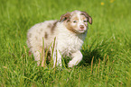 6 Wochen alter Australian Shepherd Welpe