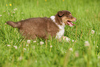 6 Wochen alter Australian Shepherd Welpe