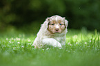 5 Wochen alter Australian Shepherd Welpe