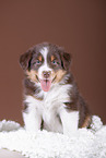 5 Wochen alter Australian Shepherd Welpe