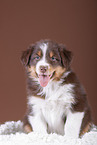 5 Wochen alter Australian Shepherd Welpe