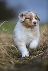 7 Wochen alter Australian Shepherd puppy