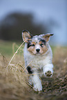 7 Wochen alter Australian Shepherd puppy