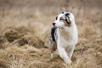 Australian Shepherd