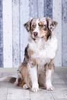 sitzender Australian Shepherd