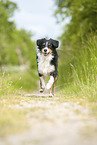 rennender Australian Shepherd