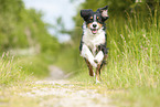 rennender Australian Shepherd