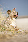 liegender Australian Shepherd