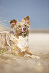 liegender Australian Shepherd