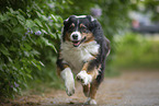 rennender Australian Shepherd