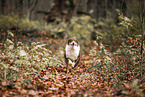 Australian Shepherd rennt durch Laub