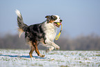 Australian Shepherd apportiert Spielzeug