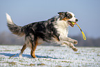 Australian Shepherd apportiert Spielzeug