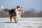 Australian Shepherd apportiert Spielzeug