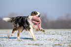 Australian Shepherd apportiert Spielzeug