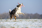 Australian Shepherd apportiert Spielzeug